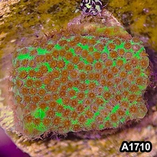 Item#A1710RW1710(S) WYSIWYG Burning Banana Stylocoeniella Frag