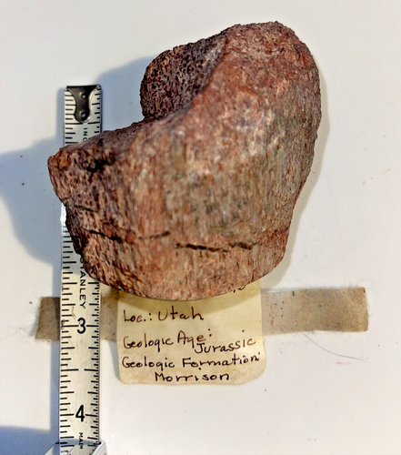 Dinosaur Bone - Dinosaur Fossil, Utah, Jurassic, Formation: Morrison - Picture 2 of 4