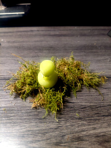 1 off a kind grape! look at this beautiful duck. 