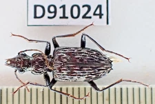 D91024. Insects, Carabidae sp. Vietnam Central