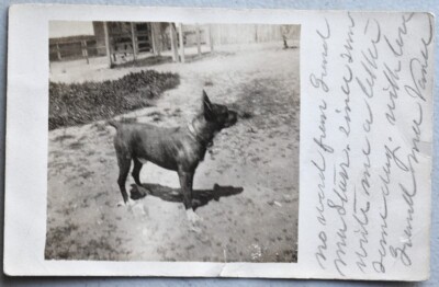 Pit Bull Terrier Boxer Breed of Dog w/ Collar 1930 RPPC Real Photo Postcard