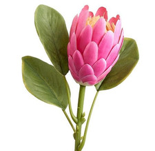 Protea Stems. Hawaiian Flowers. Tropical Flowers PINK