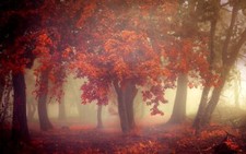 Landscape nature fall mist trees morning leaves orange Custom Gaming Mat Desk