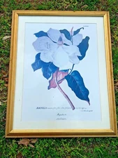 MAGNOLIA Engravings Plantae Selectae 18th C ART German Christoph Trew ❤️sj17j