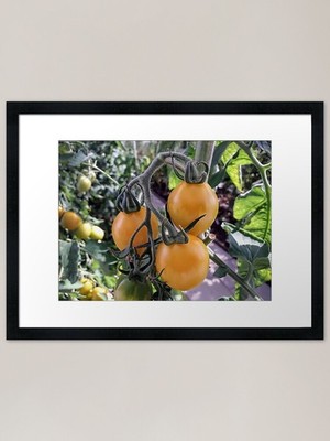 Gelbe Tomaten Pflanzen Küchengarten Gerahmtes Wandbild Poster Leinwanddruck Bild