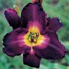 1  DAYLILY STRUTTER'S BALL BareRoot Bulb Plant PERENNIAL Reblooming Hemerocallis