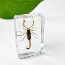 10pcs Small Real Insects Specimens Resin Taxidermy Random Style Bugs Spider Gift