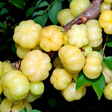 Phyllanthus acidus, Thai Star Gooseberry See ds