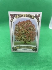 2021 Topps Allen & Ginter #AA-15 Beech Arboreal Appreciation