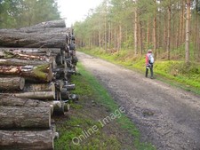 Photo 12x8 Timber Stack, Englefield Estate Silchester The bridleway throug c2010
