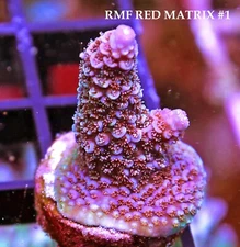 RMF RED MATRIX - SPS LIVE CORAL