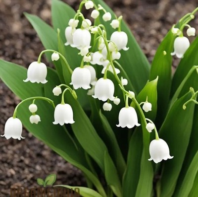 LILY OF THE VALLEY LIVE PLANTS/PIPS SET OF 10 