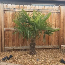 Trachycarpus fortunei ‘Bulgaria’ Windmill Palm COLD HARDY