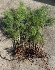 10 loblolly pine tree seedlings wild grown 5-10”  perfect transplant FAST grow.