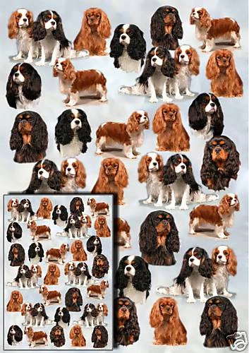 Cavalier King Charles Spaniel Dog Gift Wrapping Paper - Starprint 1 sheet + card