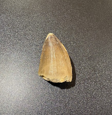 Large Mosasaur Tooth Fossil 40mm Genuine Morocco Cretaceous Display Specimen