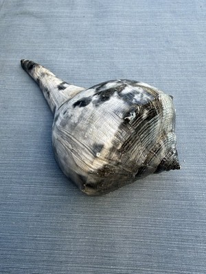 RARE fossilized Whelk shell from central Florida..Pliocene era.