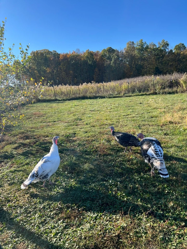 Plumas de pavo Royal Palm blancas 10 piezas plumas éticas de granja artesanal Foto 2 de 2