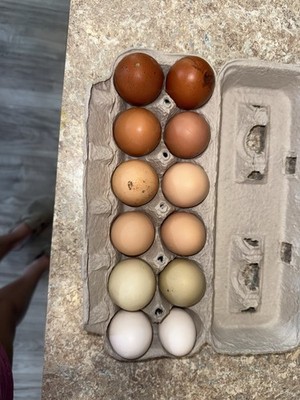 6 Fertile Hatching Eggs BYM- Colorful Eggs Rare Breeds Beautiful Colors