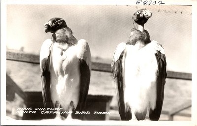 King Vultures Catalina Island Bird Park Avalon California RPPC Frashers Pomona