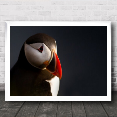 Papageientaucher Portrait Vogel Tier Schnabel Tiere Wandbild Kunstdruck