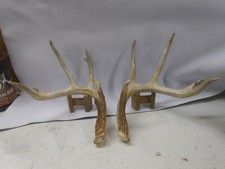 Sweet 6x5 WHITETAIL DEER sheds 151 2/8 Antlers mule mount taxidermy elk rack