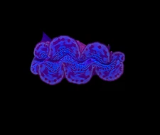 WYSIWYG Blue Tridacna Maxima Clam – Live Saltwater Clam for Reef Tank