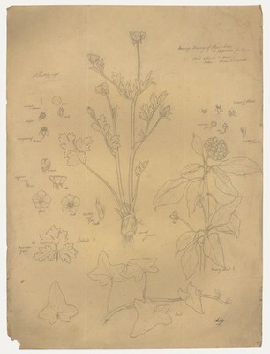William H. Ladd - Early 20th Century Graphite Drawing, Spring Botanical Studies