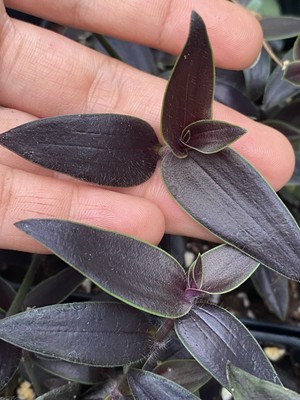 Dark Desire Wandering Dude, Tradescantia Jose Puig, Rare 2 Rooted