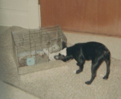 1960s Dog Sniffing Hamster Cage Beloved Pet Curiosity Animal Interaction