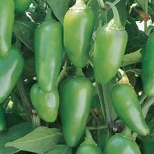 Jalapeno Early Hot Pepper Seeds 50 Vegetable NON-GMO HEIRLOOM USA FREE S H