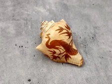 Carved Conch Seashell Carved Peacocks(1 shell approx. 3+ inches)