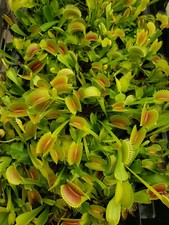 Venus flytrap Dionaea muscipula seed growing from multiple cultivars Bare-root