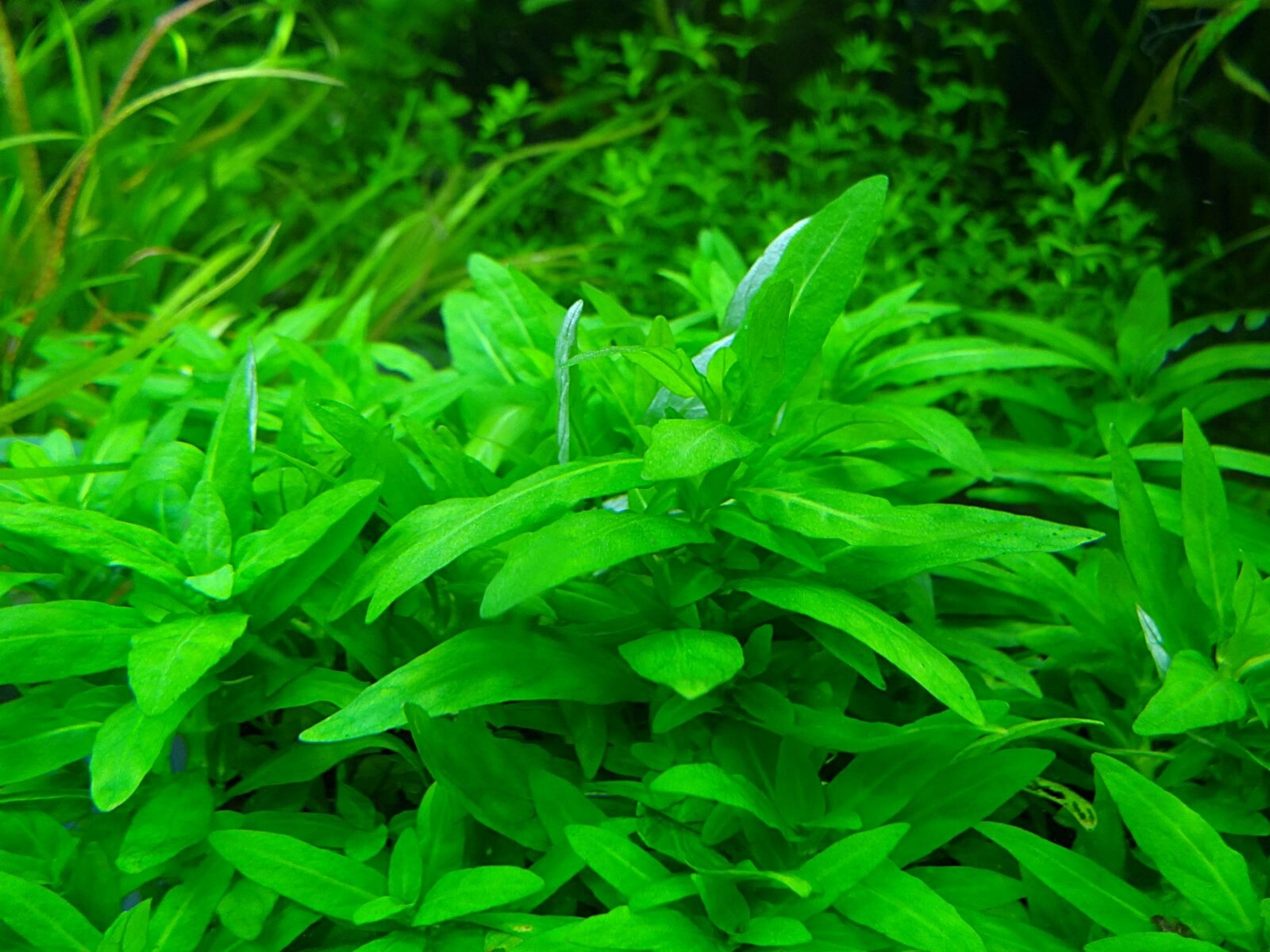 Staurogyne Repens Live Aquarium Plants Tropical Aquascaping Fish Tank