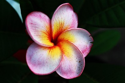 Digital picture wallpaper image beautiful flower photo by Paige