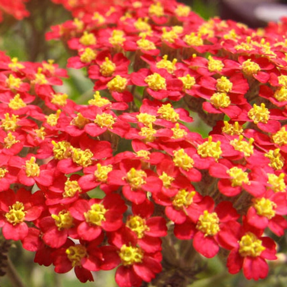 Red Yarrow Seeds | Non-GMO | Free Shipping | Seed Store | 1267