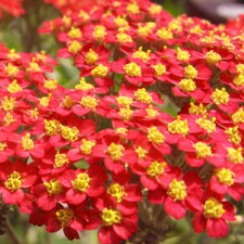 Red Yarrow Seeds | Heirloom / Non-GMO | Free Shipping | Seed Store | 1267