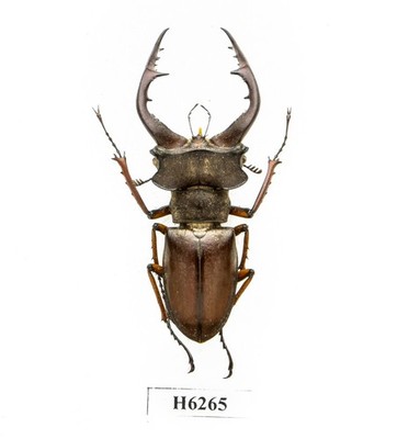 BEETLE, INSECT-H6265. Lucanidae: Lucanus fujitai -VERY RARE, BIG
