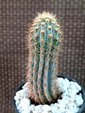 Pilosocereus Flexibilispinus Blue Columnar Cactus Brazil 5H