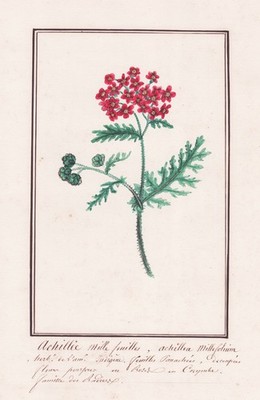 Achillea millefolium yarrow Blume flower Botanik Aquarell drawing 1830