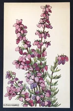 Vintage PC G. Thomasset Artwork No. V2/11 English Wild Flowers Heather 1944