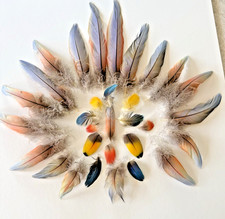 23 Plumas Guacamayo Iridiscente Lila Azul Rosa - Tallas 7"-2" Plus Rojo, Amarillo, Azul