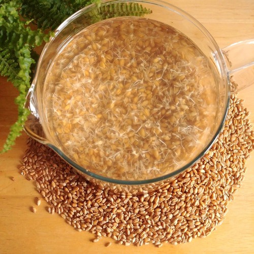 Organic Raw Wheat Berries for REJUVELAC Probiotic Fermented Enzyme