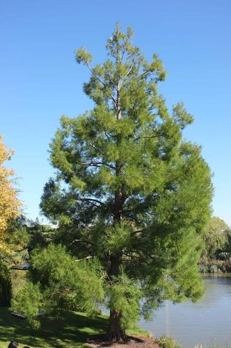 Grow Your Own Living Fossil Xmas Tree Local Pickup - Picture 2 of 3