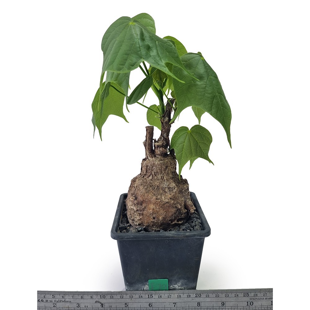 Firmiana colorata for sale by Little One Plant Nursery, Thailand