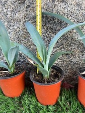7" 8" Blue Agave Plant Planter (A Tequilana) Indoor/Outdoor Succulent Home Decor