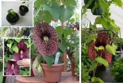Gespensterblume exotisch duftende Pflanzen fr die Wohnung drinnen  Zimmerpflanze | eBay.de