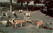 P1304, ADDRESS, Place, STAMP, "Plastichrome" by Colourpicture Postcard