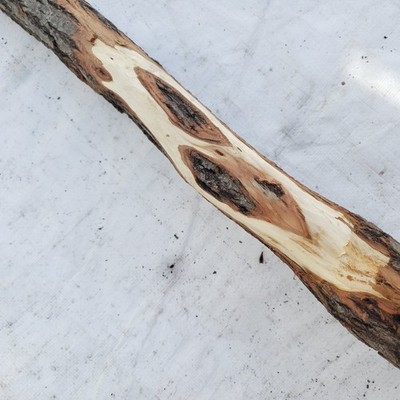 Diamond Willow Carving Wood Blank 63'' Walking Stick Very Nice