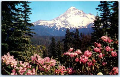 Postcard - Flowers and Nature Scenery